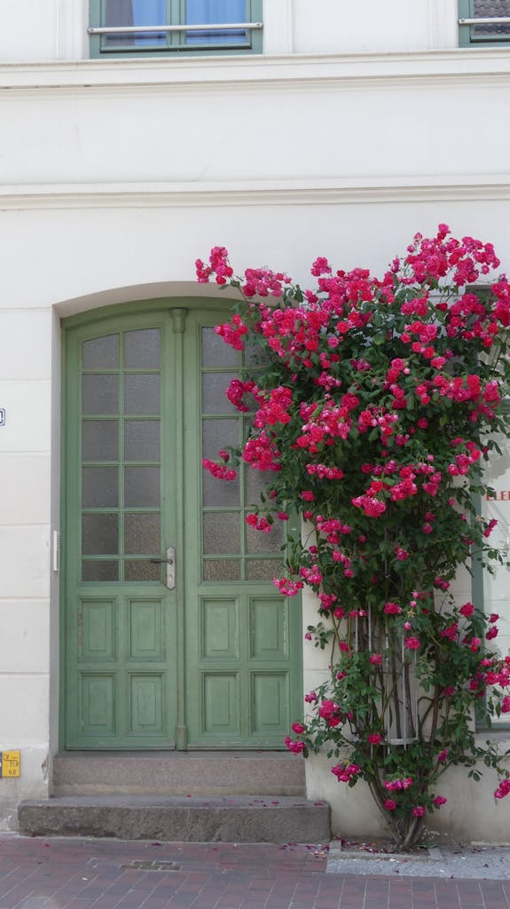 Green doorway adorned with vibrant climbing roses, capturing historic architecture in Wismar, Germany.