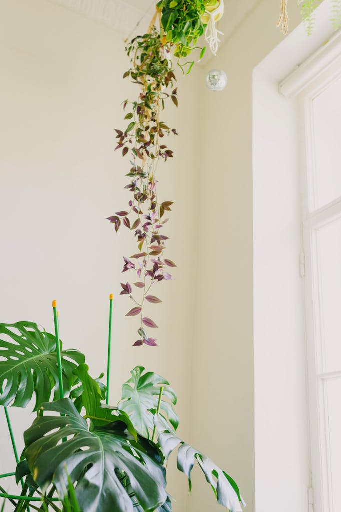 Low angle of fresh healthy delicious monster potted plant placed on floor and chain of hearts flower hanging from ceiling decorating light cozy room