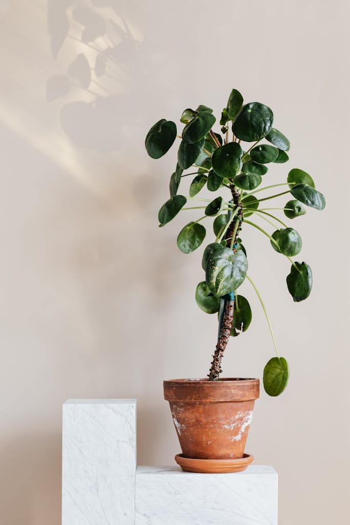 Stylish Pilea peperomioides in a clay pot on a marble stand, perfect for modern interiors.